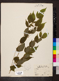 Aralia spinosa image