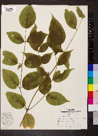 Aralia spinosa image