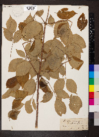 Aralia spinosa image