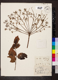 Aralia spinosa image