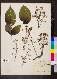 Aralia spinosa image
