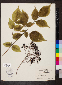 Aralia spinosa image