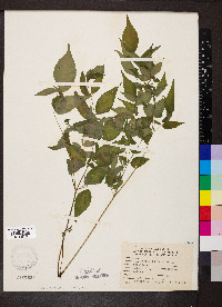 Aralia spinosa image