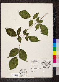 Aralia spinosa image