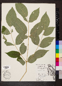 Aralia spinosa image