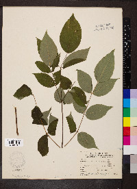 Aralia spinosa image