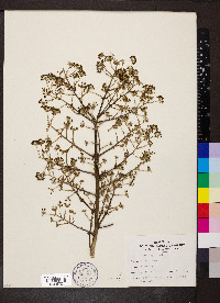 Aralia spinosa image