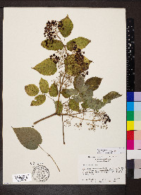 Aralia racemosa image