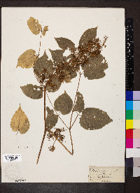 Aralia racemosa image