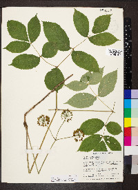 Aralia nudicaulis image