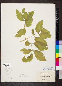 Aralia nudicaulis image