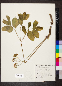 Aralia nudicaulis image