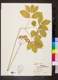 Aralia nudicaulis image