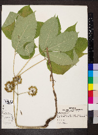 Aralia nudicaulis image