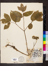 Aralia nudicaulis image