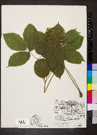 Aralia nudicaulis image