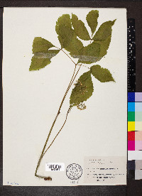 Aralia nudicaulis image