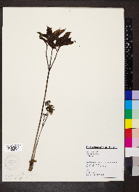 Aralia nudicaulis image