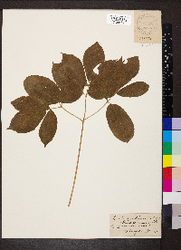 Aralia nudicaulis image