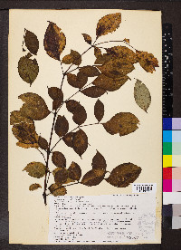 Aralia spinosa image
