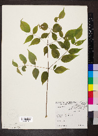 Aralia spinosa image