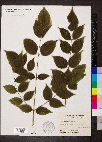 Aralia spinosa image