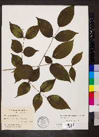 Aralia spinosa image