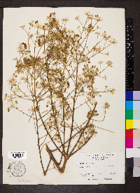 Aralia spinosa image