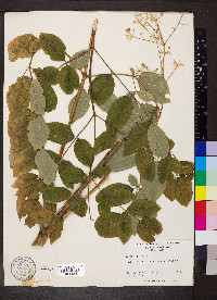 Aralia spinosa image