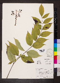 Aralia spinosa image