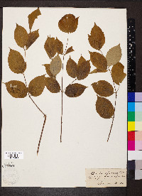 Aralia spinosa image