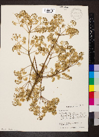 Aralia spinosa image