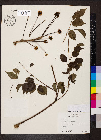 Aralia excelsa image