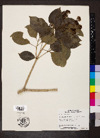 Dendropanax arboreus image