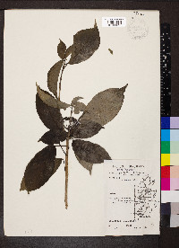 Dendropanax arboreus image