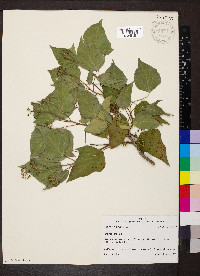 Hedera helix image