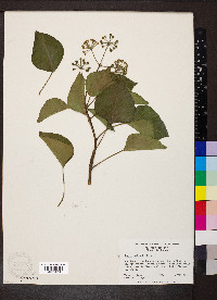 Hedera helix image