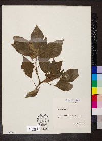 Hedera helix image