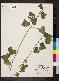 Hedera helix image