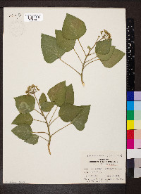 Hedera helix image