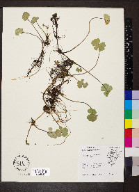 Hydrocotyle ranunculoides image