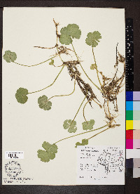 Hydrocotyle ranunculoides image