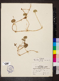 Hydrocotyle umbellata image