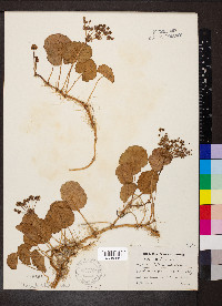 Hydrocotyle umbellata image
