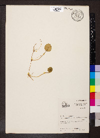 Hydrocotyle verticillata image