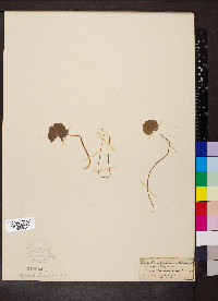 Hydrocotyle umbellata image