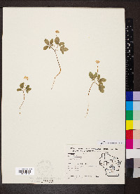 Panax trifolius image