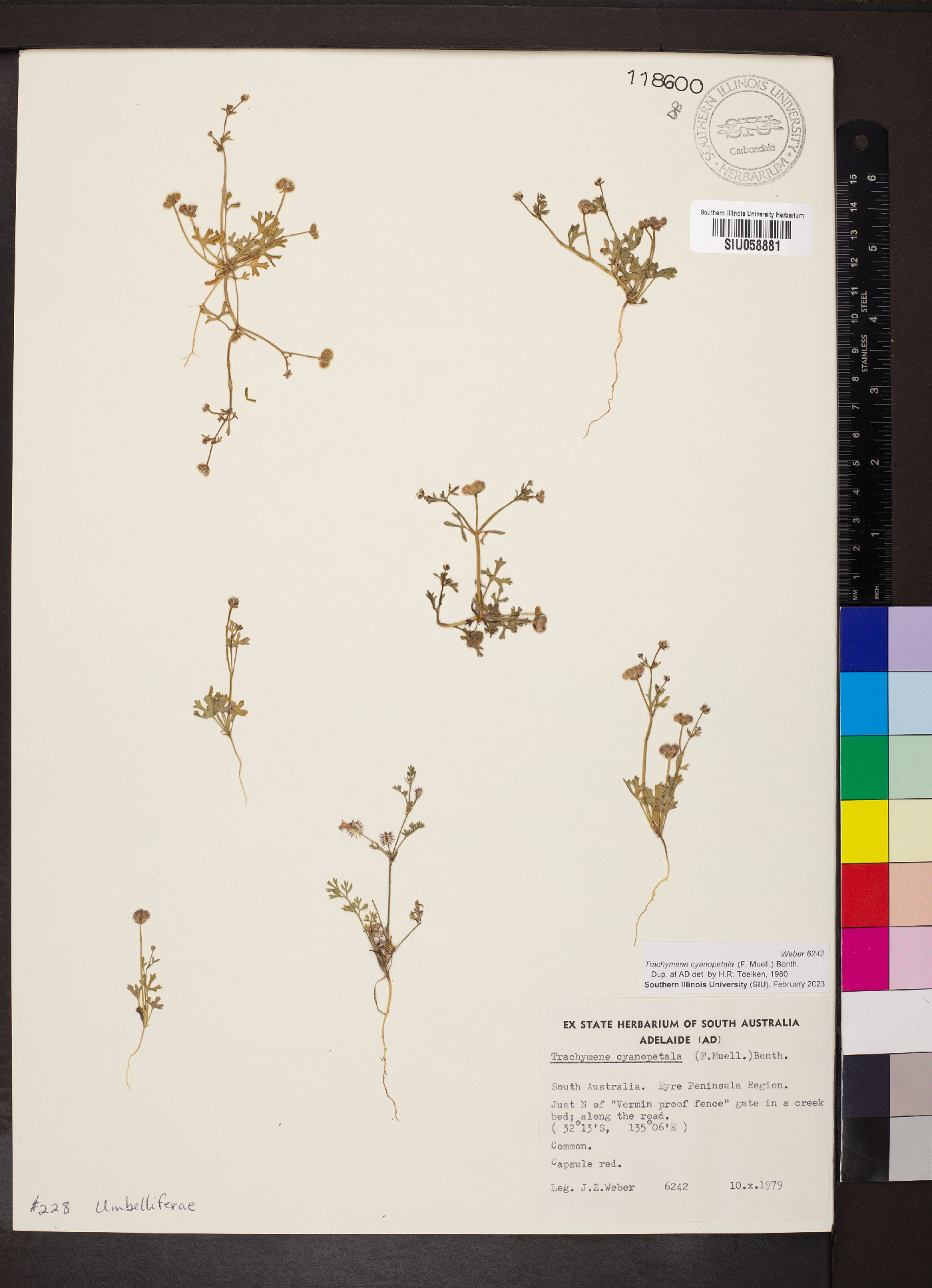 Trachymene cyanopetala image