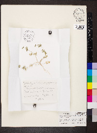 Ammoselinum butleri image