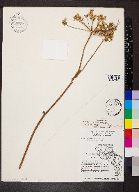 Angelica atropurpurea image